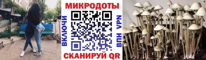 Галлюциногенные грибы Psilocybe  сколько стоит  Ленинск-Кузнецкий 